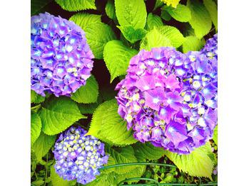 紫陽花_20150701_1